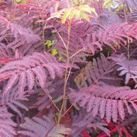 Albizia julibrissin Summer Chocolate  70cm