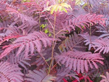 Albizia julibrissin Summer Chocolate  70cm