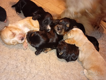 Cuccioli cocker spaniel