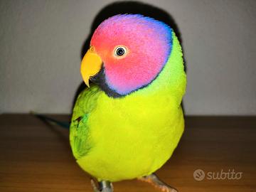 Pulli parrocchetto testa di prugna