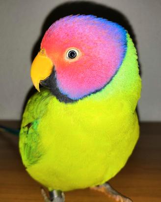 Pulli parrocchetto testa di prugna