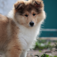 Pastore scozzese a pelo lungo (rough collie)
