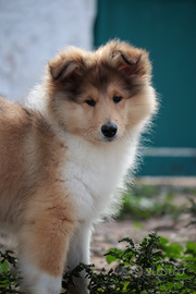 Pastore scozzese a pelo lungo (rough collie)