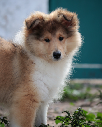 Pastore scozzese a pelo lungo (rough collie)