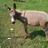 Asine/puledrino disponibili