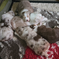 Cuccioli australian shepherd pastore australiano