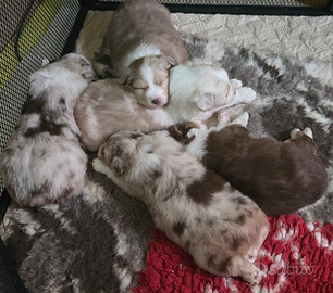 Cuccioli australian shepherd pastore australiano