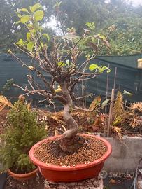 Bonsai di Melo
