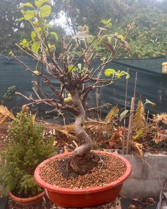 Bonsai di Melo