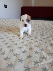 Splendidi cuccioli di Jack Russell (nati a maggio)
