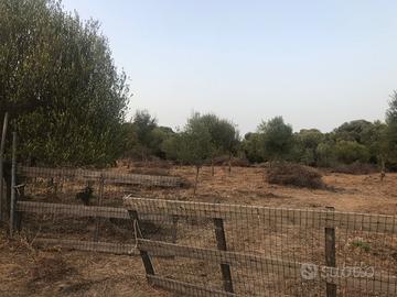Terreno agricolo