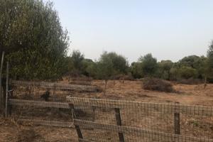 Terreno agricolo