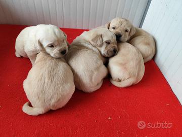 Cuccioli labrador con pedigree enci