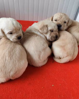Cuccioli labrador con pedigree enci