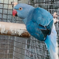 Parrocchetti dal collare