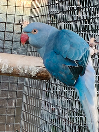 Parrocchetti dal collare