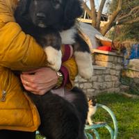 Cuccioli pastore del Caucaso