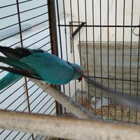 Femmine parrocchetti dal collare