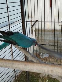 Femmine parrocchetti dal collare