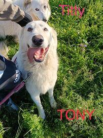 Tony:meraviglioso e dolcissimo rinchiuso in un box