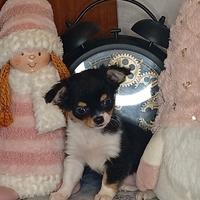 Chihuahua