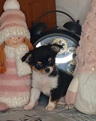 Chihuahua