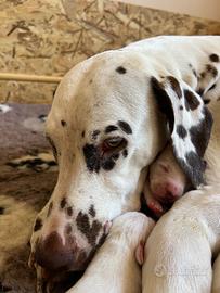 Cuccioli di dalmata