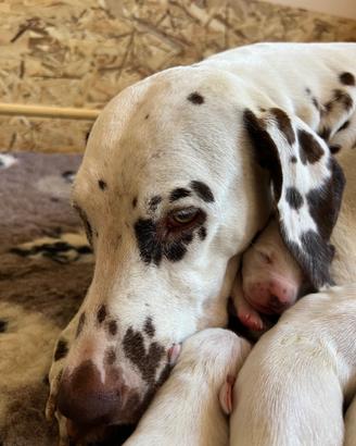 Cuccioli di dalmata