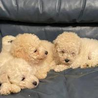 Cucciolo di barboncino