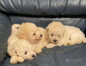 Cucciolo di barboncino