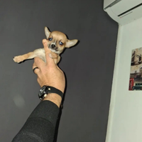 Chihuahua mini toy