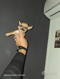 Chihuahua mini toy