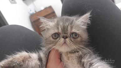 exotic shorthair 
