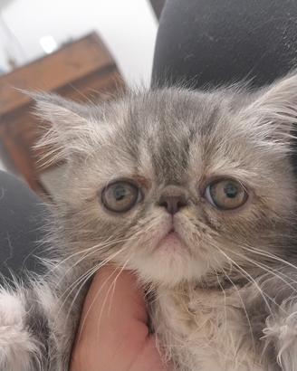 exotic shorthair 
