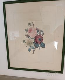 Quadro Stampa antica botanica rose - 40 cm