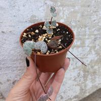 Baby pianta di Ceropegia woodii variegata 