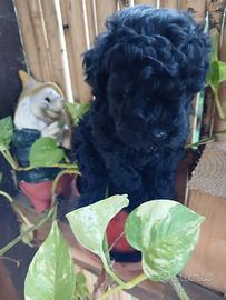 Barboncina toy nera
