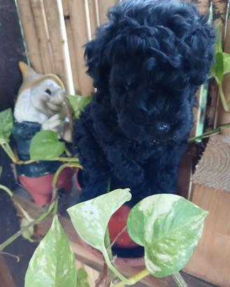 Barboncina toy nera