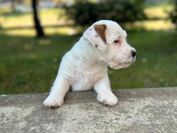 Un maschio e una femmina di jack Russell