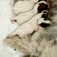 Jack Russell terrier white and tan pedegree roi