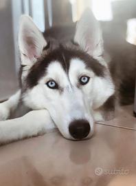 Husky
