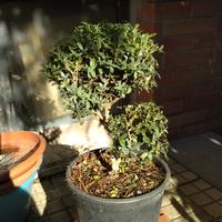 Prebonsai di bosso, salice, rosmarino ecc