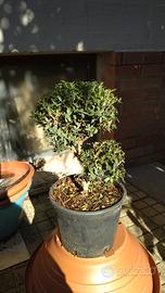 Prebonsai di bosso, salice, rosmarino ecc