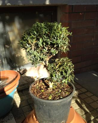 Prebonsai di bosso, salice, rosmarino ecc