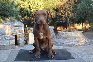 CUCCIOLI PITBULl