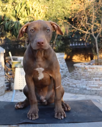 CUCCIOLI PITBULl