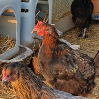 Pulcini pulcinotti galli galline OLIVE EGGER