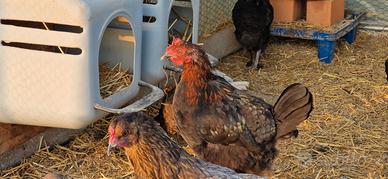 Pulcini pulcinotti galli galline OLIVE EGGER