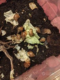 Achatina fulica white jade