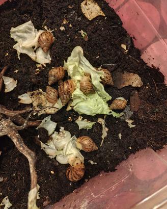 Achatina fulica white jade
